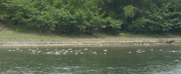 Li River32.JPG